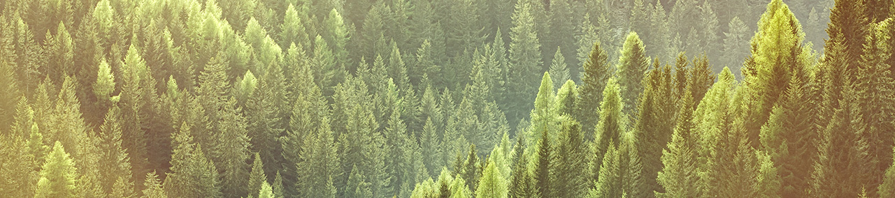 banner image